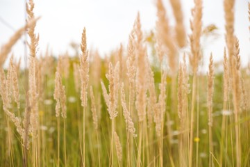 grass and sprouts in the green field in the summer under the shining sun
