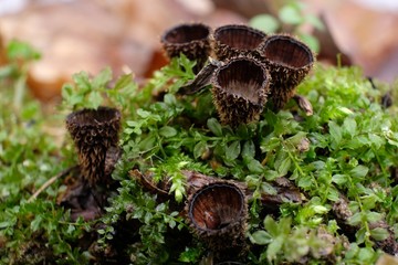 Leśne grzyby - kubek prążkowany (Cyathus striatus) - obrazy, fototapety, plakaty