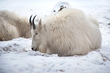 The snow goat lies and heats in the frosty weather.