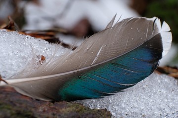 Piórko kaczki krzyżówki (Anas platyrhynchos) - lusterko, niebieskie piórko - obrazy, fototapety, plakaty