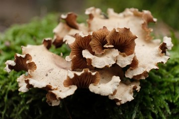 Leśne grzyby - łyczak ochrowy (Nectria cinnabarina)