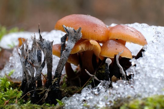 Zimowe grzyby - płomiennica zimowa i próchnilec gałęzisty