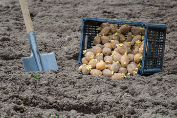 Seed potatoes lie on the ground before planting.