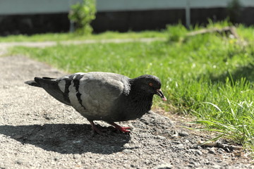 pigeon in the park