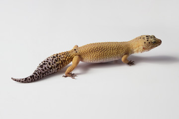 Eublepharis. Yellow gray gecko, close-up on a white background.