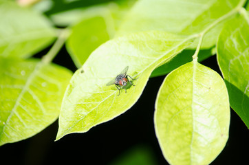 Fly on a Leaf