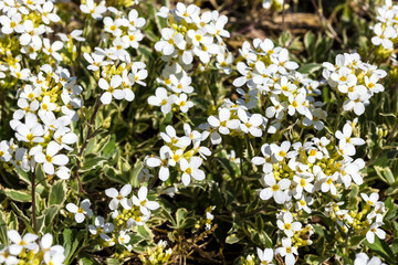 Arabis alpina subsp. caucasica 'Variegata' commonly known as rock cress
