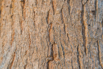tree bark texture