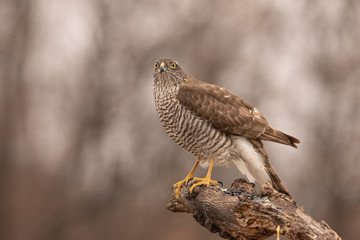 Sparrow Hawk, Accipiter nisus