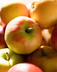 Close up of organic, not sprayed with pesticides yellow, red and green Elstar apples fresh from the farmers marketperfect for cooking and baking on kitchen counter in sunlight