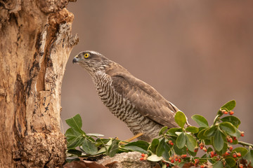 Sparrow Hawk, Accipiter nisus