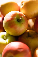 Close up of small, organic, not sprayed with pesticides yellow, red and green Elstar apples fresh from the farmers market with little imperfections and blemishes on skin on kitchen counter in sunlight