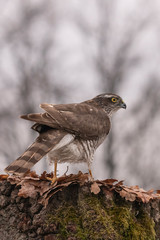 Sparrow Hawk, Accipiter nisus