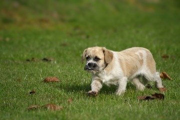 A dog walking on the grass