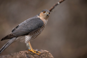 Sparrow Hawk, Accipiter nisus
