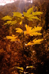 yellow and green leafy sycamore tree in daylight
