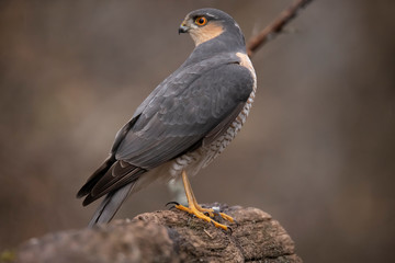 Sparrow Hawk, Accipiter nisus