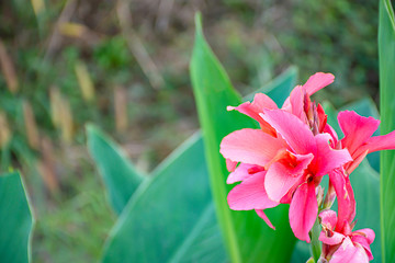 Pink Strelitzia reginae Ait Background green leaves in garden.