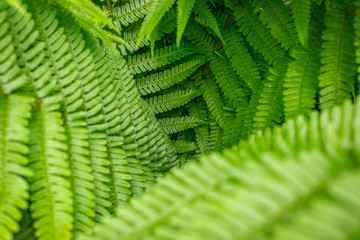 Fern Leaf Pattern Images