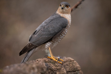 Sparrow Hawk, Accipiter nisus