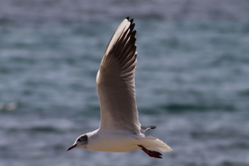 Mouette en vol 
