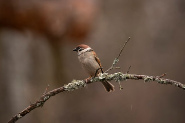 Tree Sparrow, Passer montanus
