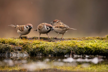 Tree Sparrow, Passer montanus