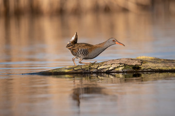 Water Rail,  Rallus aquaticus