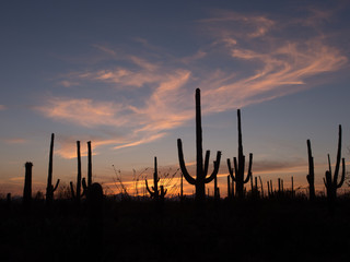  Saguaro Cactus of the Saguaro national park