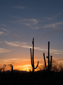  Saguaro Cactus of the Saguaro national park © 夕志 大沢