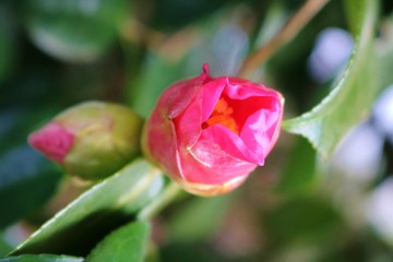 風景　花　野原の椿　とちぎ