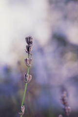 Dry lavender