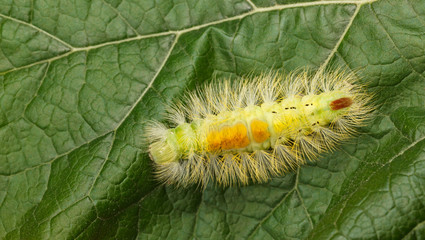 Yellow caterpillar on green leaf