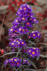 Purple flowers of italian asters