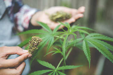 Marijuana Researcher, Female scientist in a hemp field checking plants and flowers, alternative herbal medicine concept.