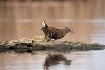 Water Rail,  Rallus aquaticus