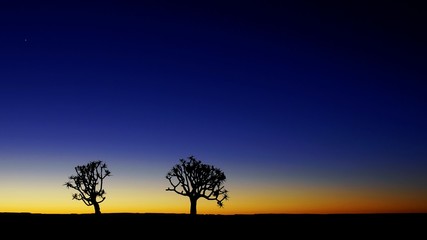 Fototapeta na wymiar Quiver tree sunset