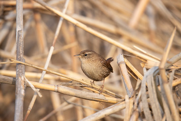 Wren, Troglodytes troglodytes