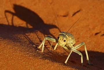 Dune cricket