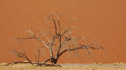 Acacia erioloba