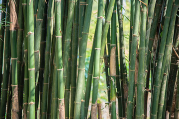 Fresh green bamboo grove