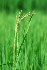 Fresh green rice and Paddy rice growing in rice fields in Thailand