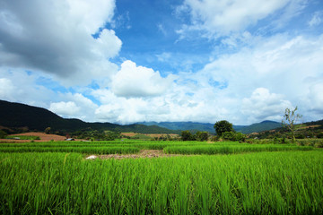 Beautiful Landscape of Fresh green rice fields on terraced and rice plantations in sunlight at Chiangmai province , North of thailand
