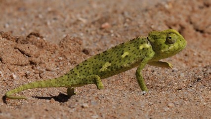 Desert Chameleon