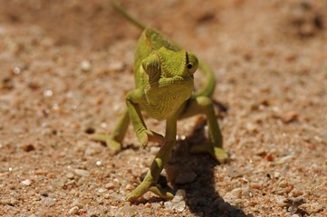 Desert Chameleon