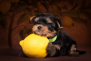 Little York on a brown background with lemon.