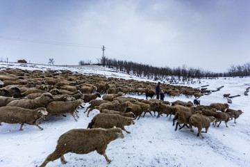 Livestock and shepherd in wintertime rural Eastern Hungary