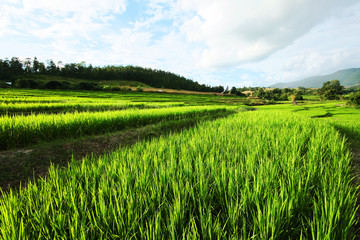 Beautiful Landscape of Fresh green rice fields on terraced and rice plantations in sunlight at Chiangmai province , North of thailand