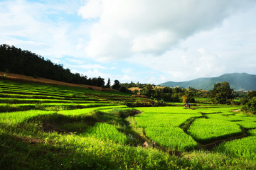 Beautiful Landscape of Fresh green rice fields on terraced and rice plantations in sunlight at Chiangmai province , North of thailand