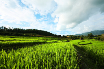 Obraz premium Beautiful Landscape of Fresh green rice fields on terraced and rice plantations in sunlight at Chiangmai province , North of thailand